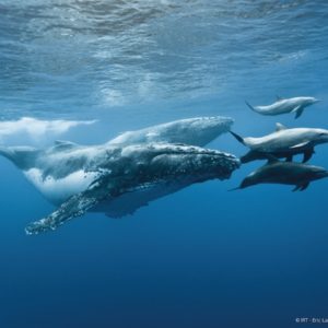 baleine la reunion